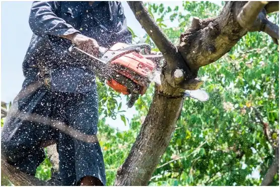 tree services Tierra Verde